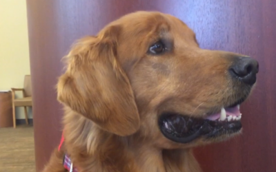 Gus the Golden: A Therapy Dog’s Tale of Joy and Healing at Northeast Georgia Medical Center